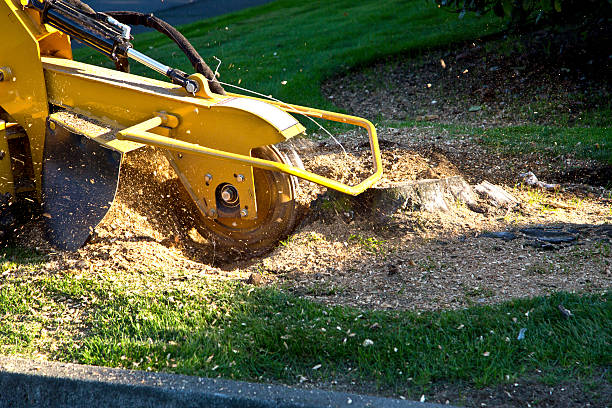 Emergency Storm Tree Removal in Bear Creek, FL